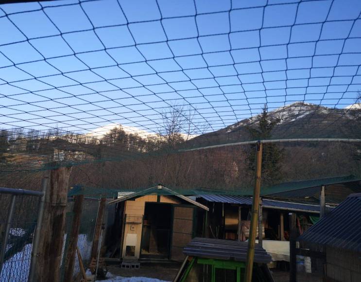 Anti-predator intrusion net and anti-avian net